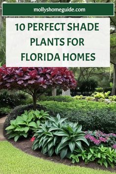 the top 10 perfect shade plants for florida homes
