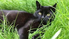 a black cat is laying in the tall grass