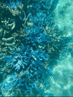 blue corals and other marine life in the ocean