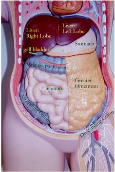 Organs Anatomy, Organ Identification, Organ Anatomy, Organ System Labeled, Organ Anatomy Human, Abdominal Organs Anatomy, Stomach Organ Anatomy, Organ Placement Human, Anatomy Of Abdomen Organs