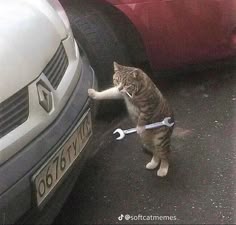 a cat standing on its hind legs with a wrench in it's mouth