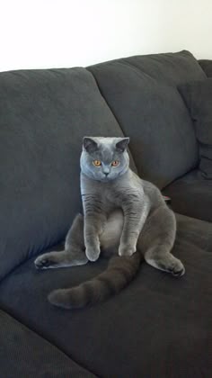 a gray cat sitting on top of a black couch