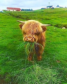 an animal with long hair eating grass in a field