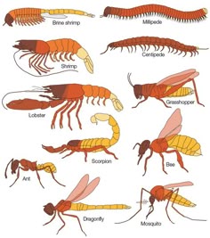 the different types of bugs and shrimps that can be seen in this image,
