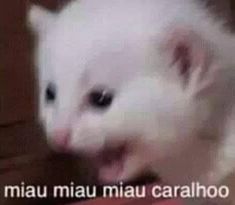 a close up of a small white animal on a table