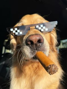 Deal with it.  No Sunday scaries over here 🙅🏼‍♂️  #dogselfie #dogsofinstagram #goldenretriever #funnydog Funny Retriever, Dog Photo Cute, Funny Animal Pics Hilarious, Drippy Dogs, Dogs Photos, Funny Widgets, Funny Dog Wallpaper, Dog With Shades, Meme Dog