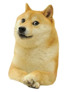 a doge is sitting down with its paws on the ground and it's eyes wide open