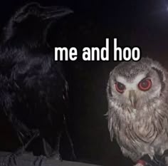 an owl sitting next to a black bird on top of a wooden post with the words me and hoo in front of it