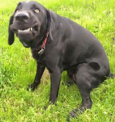a black dog standing in the grass with its mouth open and it's tongue out