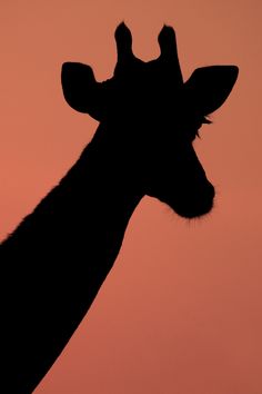 the silhouette of a giraffe against a pink sky