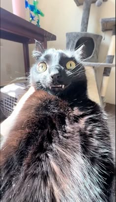 a black cat sitting on top of a couch