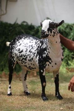 Eid Al Adha 2021 ||Qurbani Shooq 2021||Eid Adha