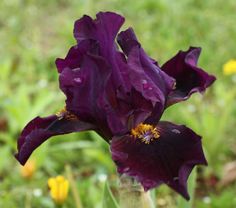 a purple flower with yellow stamens in a glass vase on the ground outside