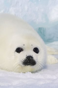 a baby seal is laying in the snow