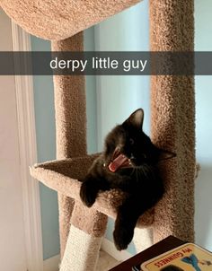 a black cat laying on top of a scratching post with the caption, derpy little guy