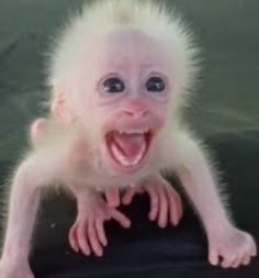 a white monkey with its mouth open and tongue out on top of a black object