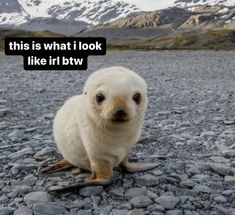 a baby seal sitting on top of a rock covered ground next to snow capped mountains