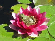 a frog sitting on top of a pink flower in the middle of some water lilies