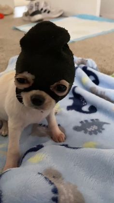 a small dog wearing a black mask on top of a blanket