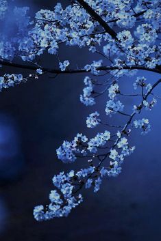 blue flowers are blooming on the branches of a tree in front of a dark background
