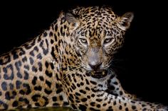 a large leopard laying on top of a lush green field next to a black background