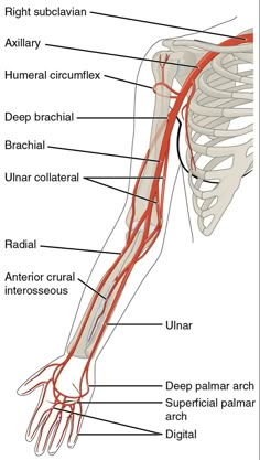 Arm Artery Anatomy, Upper Limb, Main Arteries Of The Body, Veins And Arteries Anatomy, Arteries Of The Arm, Artery And Veins Anatomy, Circulatory System Arm, Brachial Artery, Arteries Of The Hand
