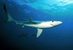a large white shark swims in the blue water with other sharks around it's surface