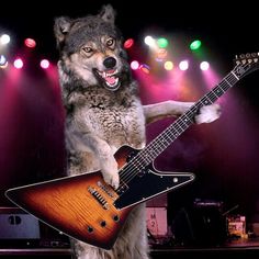 a dog is standing on its hind legs holding a guitar