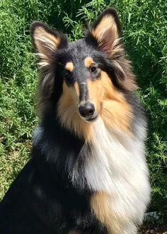 a dog is sitting in the grass outside