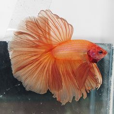 an orange siamese fish sitting on top of a tank