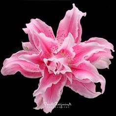 a pink flower with white stamens on a black background