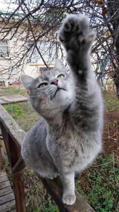 a gray cat standing on its hind legs and paw up