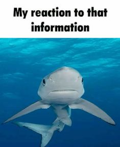 a shark swimming in the ocean with caption that reads, my reaction to that information