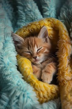 a small kitten sleeping in a blanket on top of a blue and yellow blanket with it's eyes closed