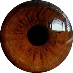 an image of the iris of a human eye