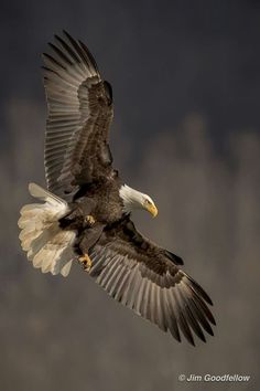 an eagle flying through the air with it's wings spread