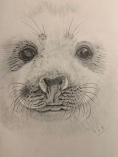 a pencil drawing of a sea lion's face