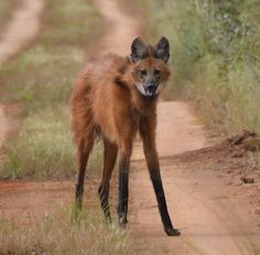 a young wild dog standing on a dirt road