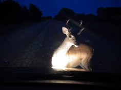 a deer that is standing in the dark