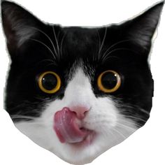 a black and white cat with yellow eyes sticking its tongue out to the side while making a funny face