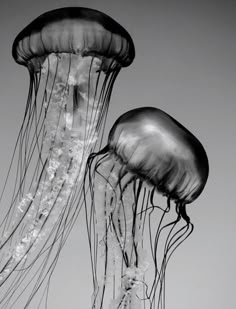 two black and white jellyfish in the water