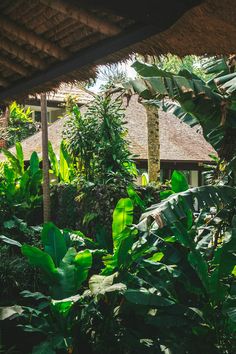 a house surrounded by trees and plants in the middle of a jungle area with a thatched roof