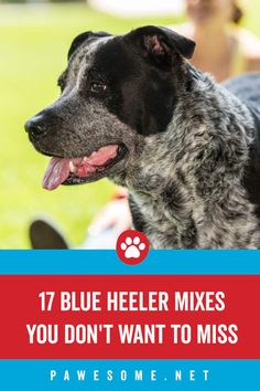 a dog with its tongue out and the words 17 blue heeler mixes you don't want to miss