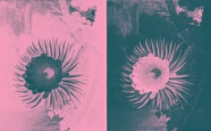 two pictures with different flowers in them and one is black and white, the other has pink