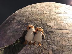 two small birds perched on the arm of a person's hand in front of a stone building