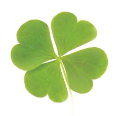 Aesthetic Green Leaf, Green Clover Png, 4 Leaf Clover Icon, Four Leaf Clover Pfp, Nature Icon Png, Four Leafed Clover, Clover Four Leaf, Icon Pictures For Apps, Six Leaf Clover