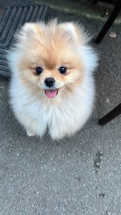 a small brown and white dog sitting on top of a cement floor next to a chair