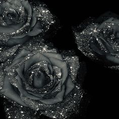 black and white photograph of three roses with sequins