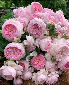 a bouquet of pink flowers sitting on top of a rock