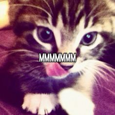 a cat with its tongue out and the words mmmmmm on it